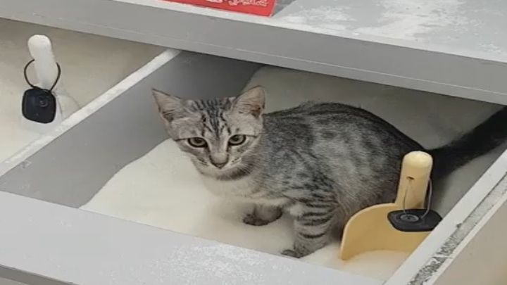 Природу не обманешь! В киевском супермаркете кот решил справить нужду в весовой сахар 