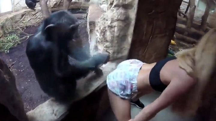 Блондинка исполнила  развратный тверк перед шимпанзе