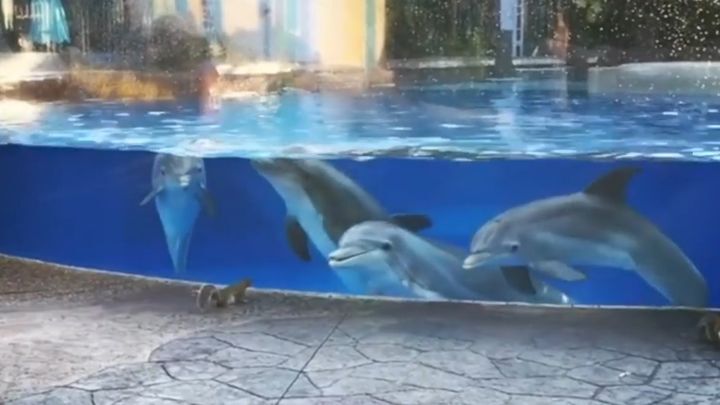 Дельфины засмотрелись на белок в океанариуме