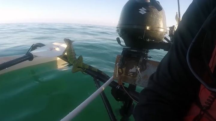 Рыбак на байдарке спас игуану, которую течением унесло в открытое море