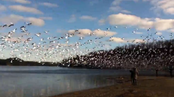 Несколько тысяч белых гусей одновременно взлетают с канадского озера 
