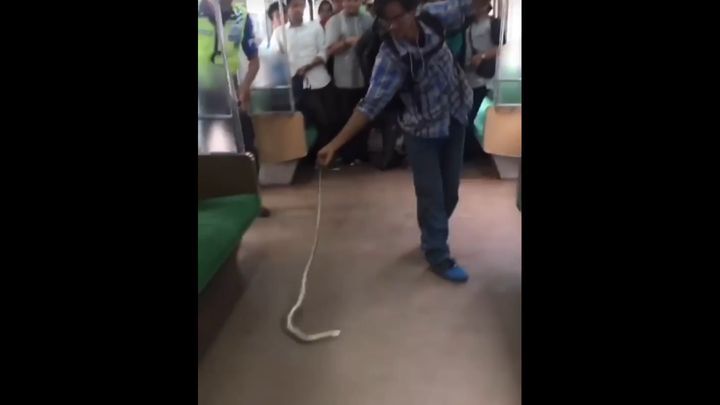 Храбрый пассажир голыми руками убил змею, оказавшуюся в вагоне пригородного поезда