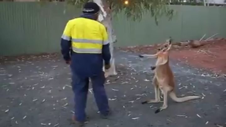 Дерзкий кенгуру решил помериться силами со строителем