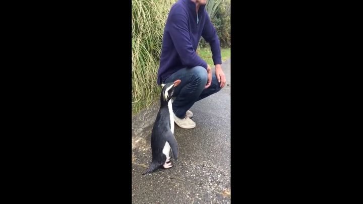 Самый позитивный и дружелюбный пингвин из Новой Зеландии