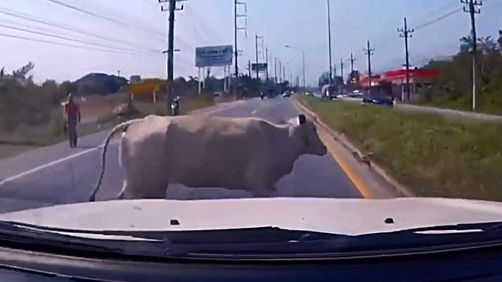 Выбежавшая на дорогу корова стала причиной ДТП
