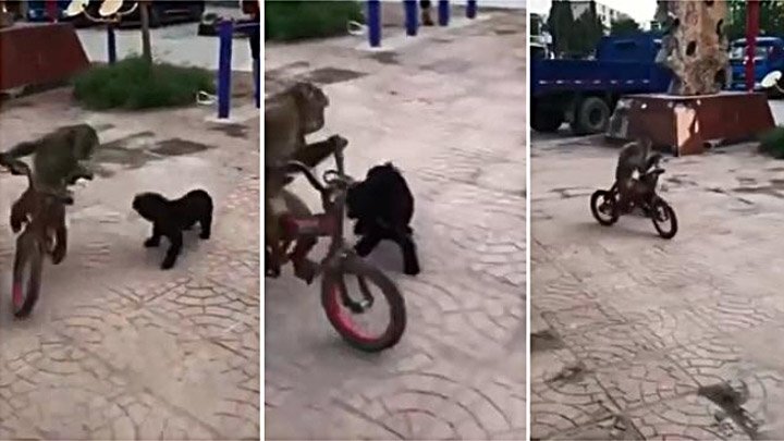 Обезьяна на велосипеде уезжает от назойливой собаки