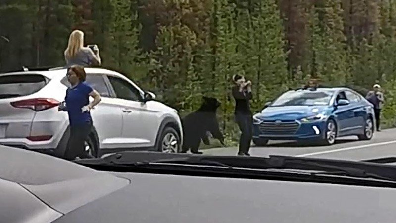 В Канаде медведь не захотел фотографироваться и припугнул туристку