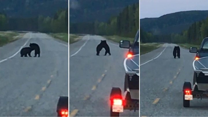 Борьба медведей на трассе в Канаде