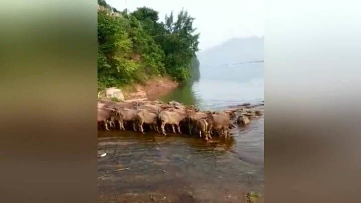 Стадо буйволов каждый день переплывают реку в Китае