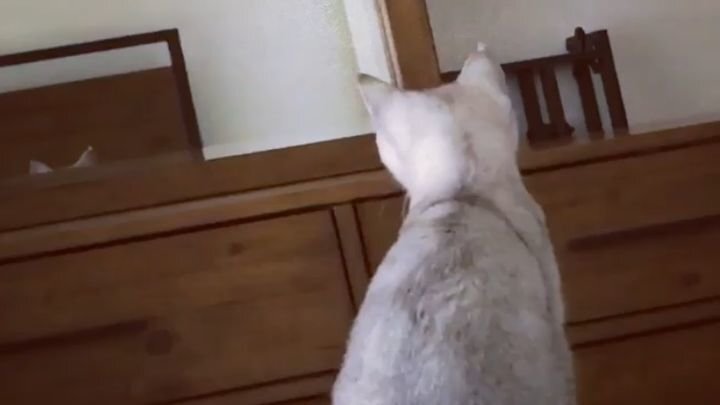  Котенок увидел свои уши в зеркале 
