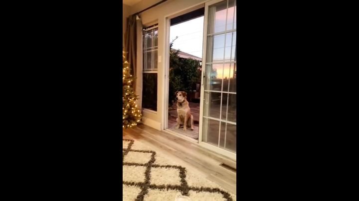 Пёс думает, что перед ним стеклянная дверь