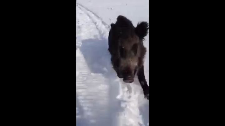 Упертый кабан преследует снегоход