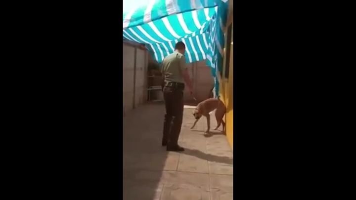Собака обняла спасшего её полицейского