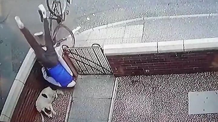 В Англии невозмутимый пёс почти никак не отреагировал на приземлившегося рядом с ним велосипедиста