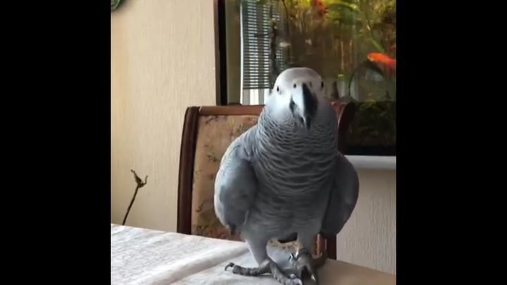 Отойди от моего телефона! Разговорчивый попугай пытается стащить гаджет своей хозяйки