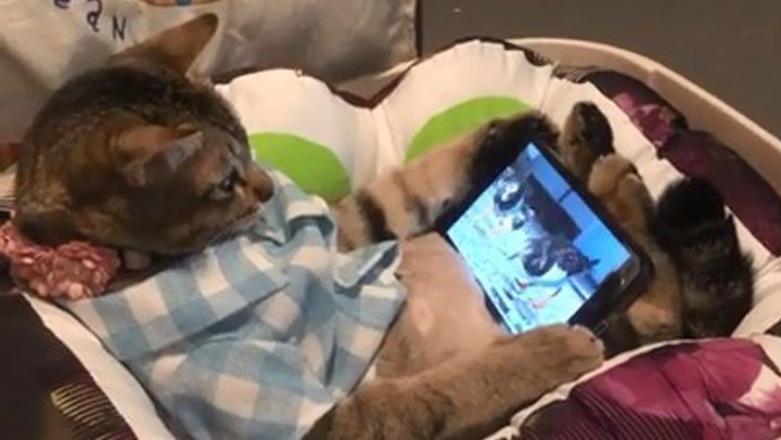 Кошка отдыхает, наблюдая за птицами в телефоне