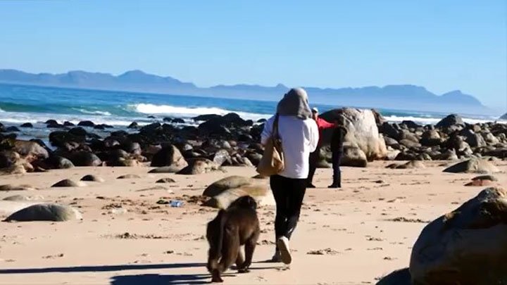 Наглый бабуин ограбил британскую туристку в ЮАР