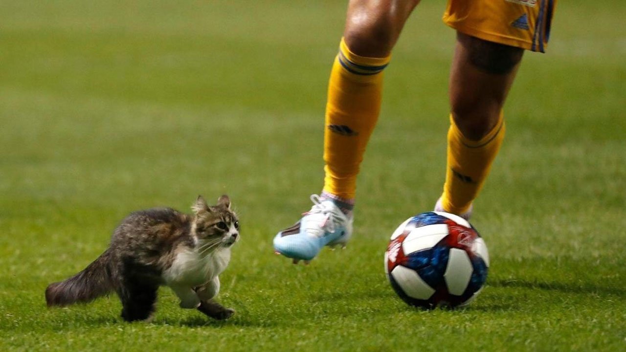 Бродячий кот вмешался в футбольный матч