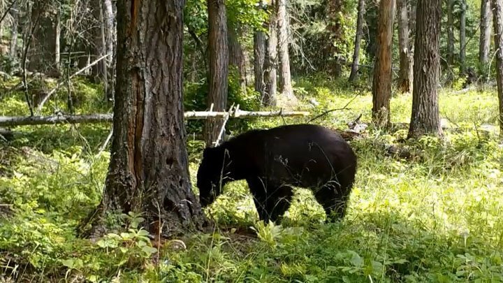 Медведь раскурочил трухлявое дерево в американском парке