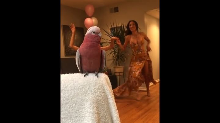 Жаркие пятничные танцы с попугаем