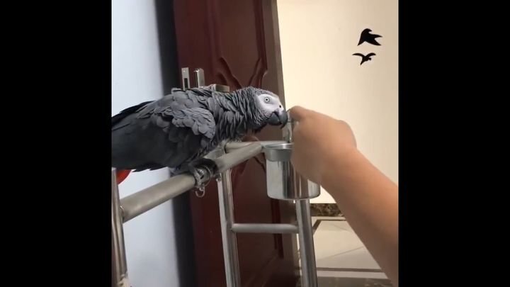 Оригинальный способ отучить попугая кусаться