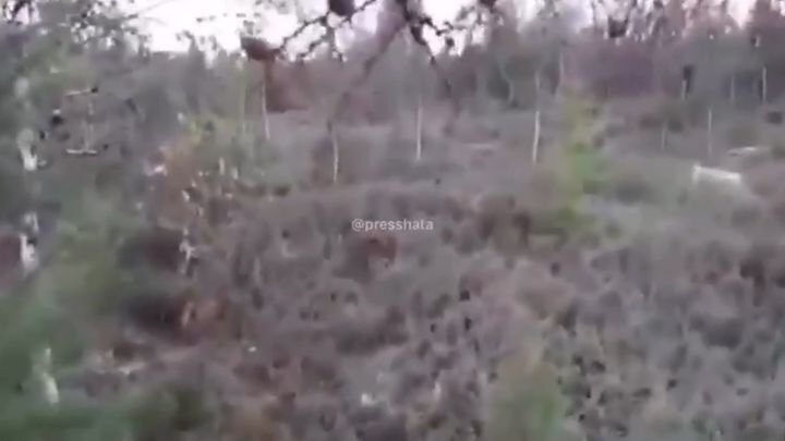 Грибнику пришлось залезть на дерево, чтобы спастись от медведя
