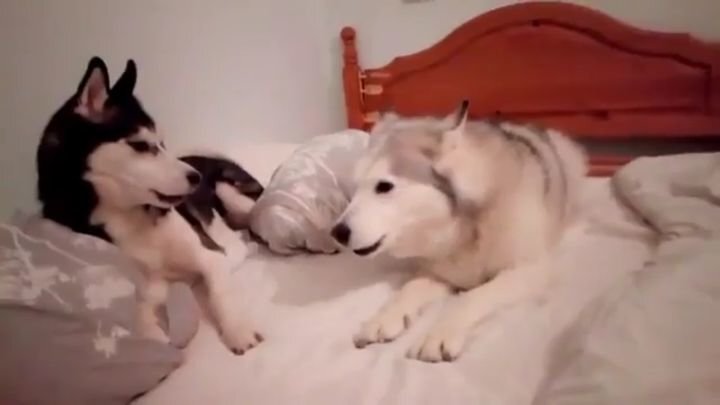 Две собаки выясняют отношения в хозяйской кровати