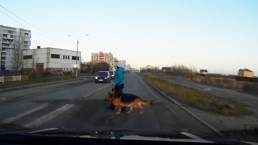Женщина с собакой попала под колеса легковушки в Северодвинске