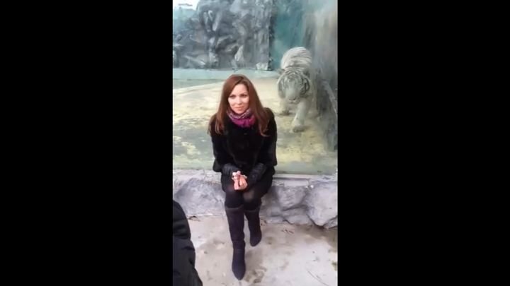 Тигр в зоопарке попытался напасть на сидящую к нему спиной женщину