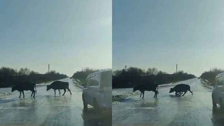 Коровы на льду! В Приамурье на видео засняли страдания бурёнок