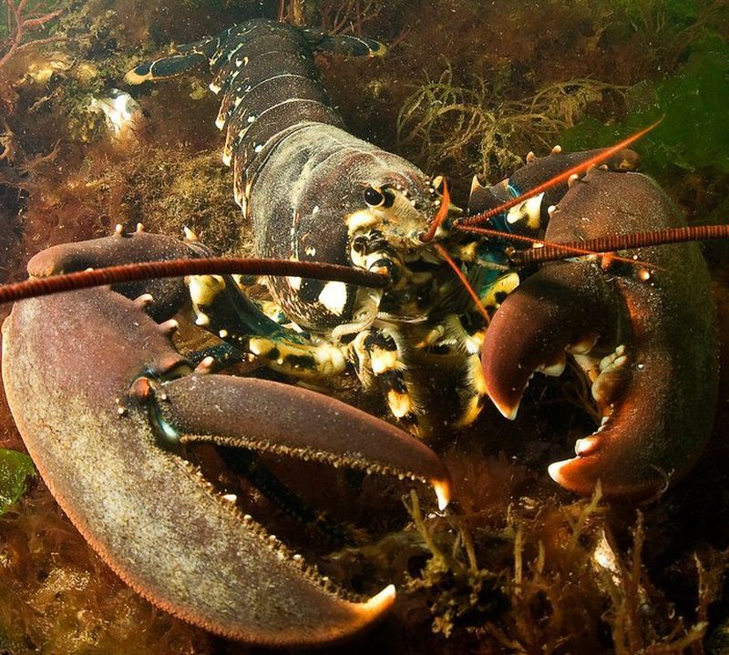 Ученые пытаются восстановить популяцию европейского омара
