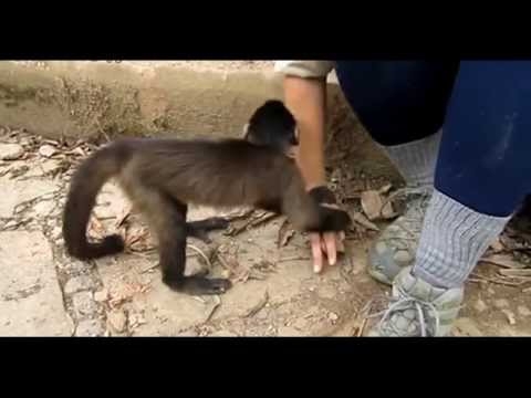 Наглая обезьяна