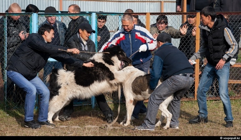 Жестокие игры в Казахстане