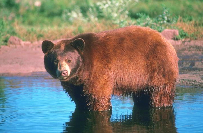 Отстрел медведей в Приморье, которые заходят в города и села. 