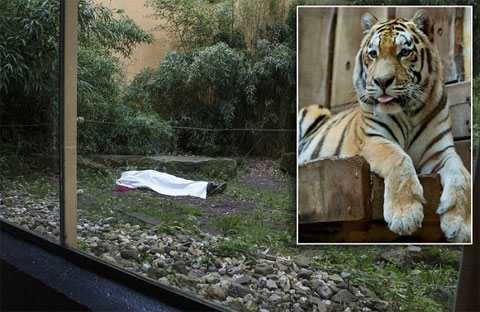 Тигр перегрыз горло смотрителю зоопарка на глазах посетителей