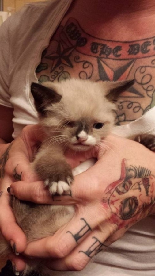 Одноглазый кот-пират