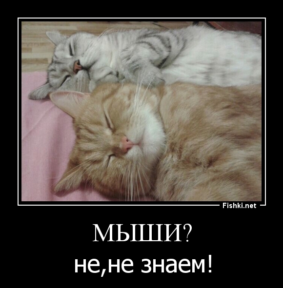 Мыши?