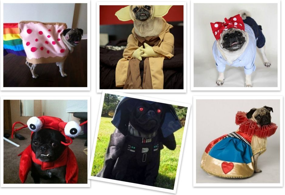 25 костюмов, которые доказывают, что мопсы всегда в стиле на Хэллоуин