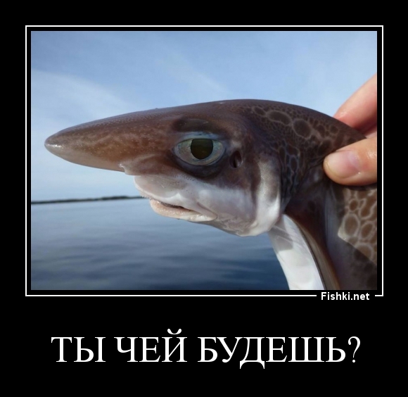 Ты чей будешь?