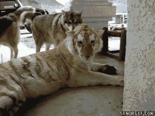 Собаки играют с тигром