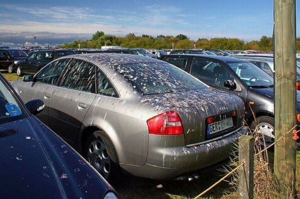 Автоприколы