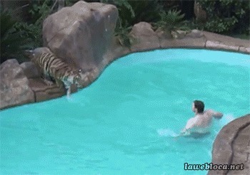 Тигр просто хотел помочь