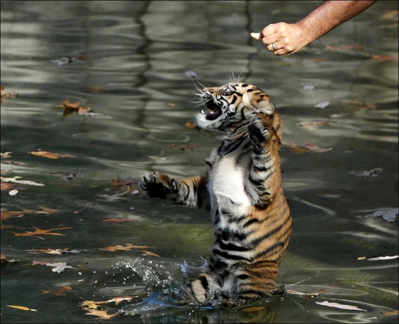 Первый заплыв трехмесячных тигрят