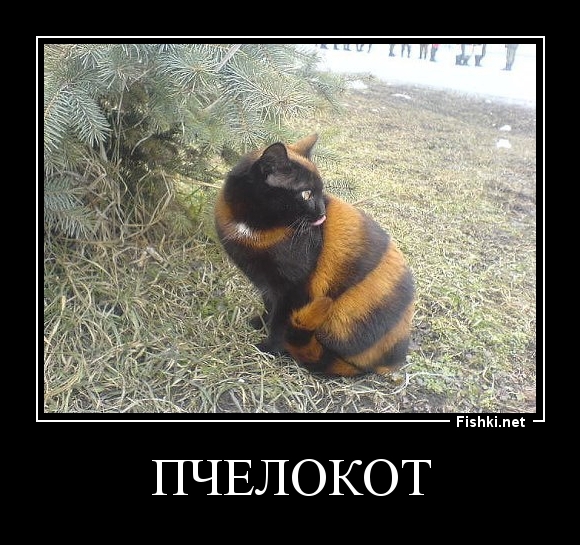 Пчелокот