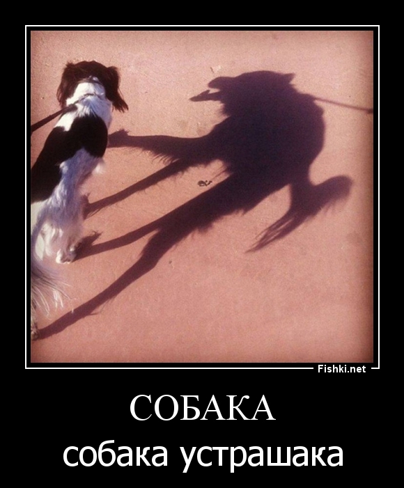 Собака