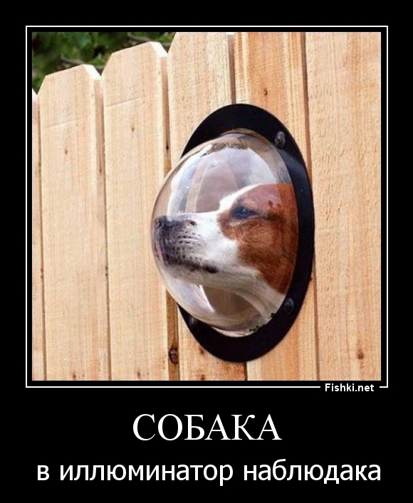 Собака