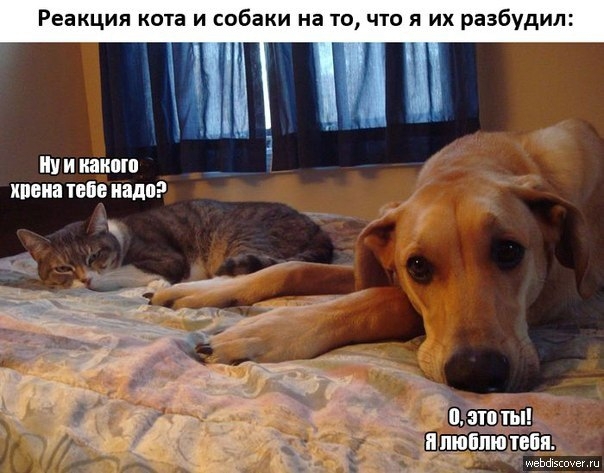 Реакция кота и собаки на то что их разбудили