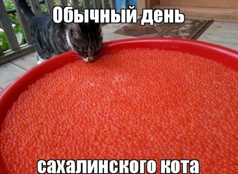 Самый обычный день сахалинского кота