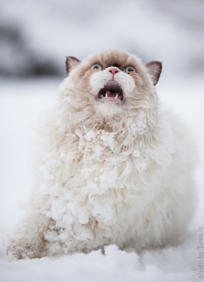 Кот впервые увидел снег