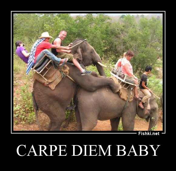 Carpe Diem Baby